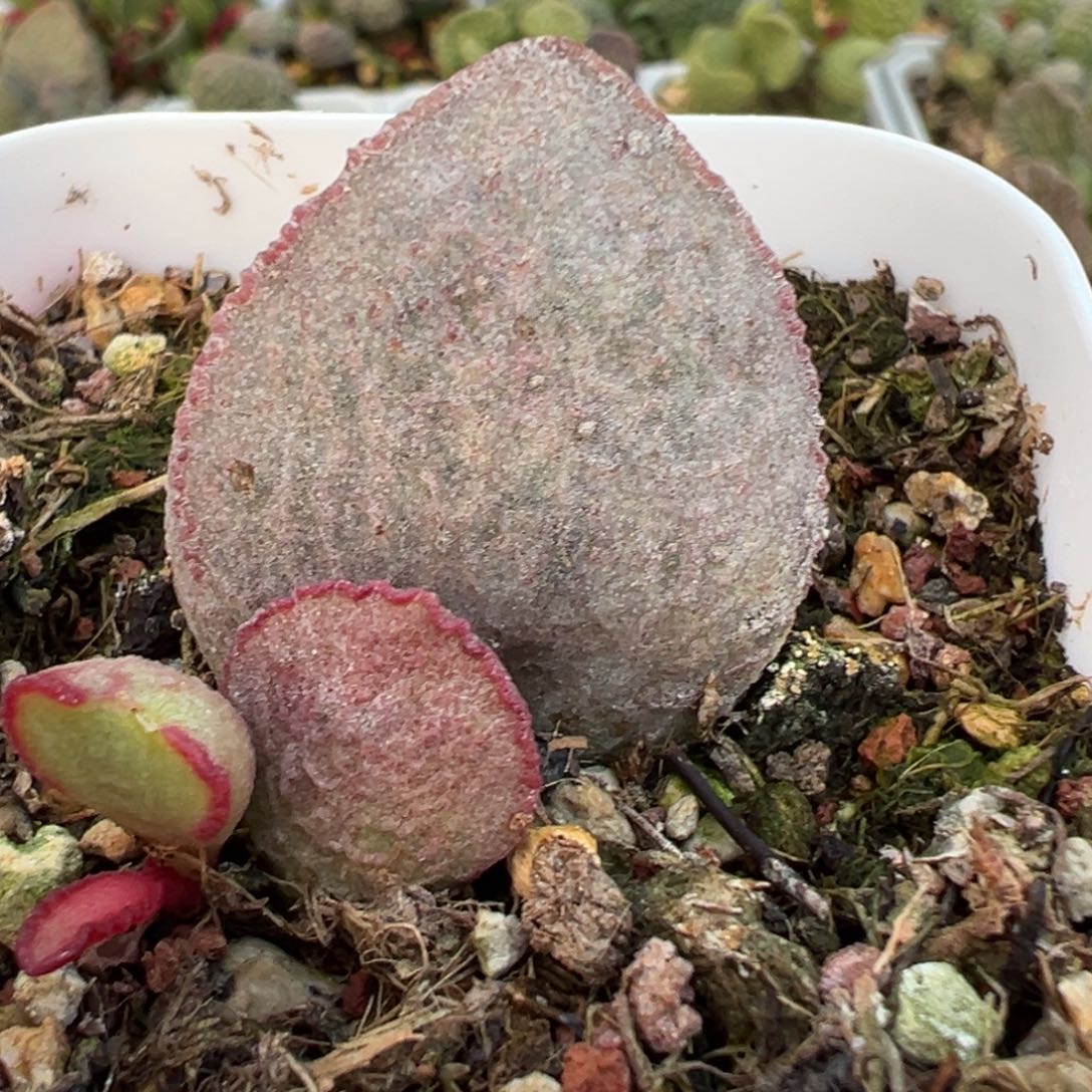 粉色实生新品大苗多肉植物