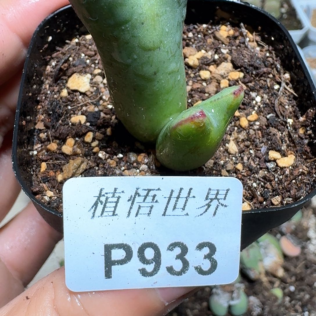 933盒多肉植物哇f g