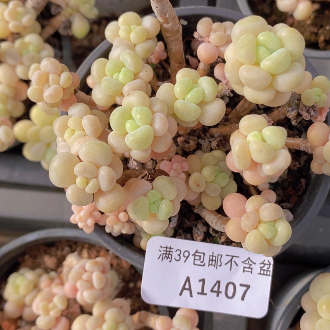 花朵鱼子酱老桩8cm1407多肉植物
