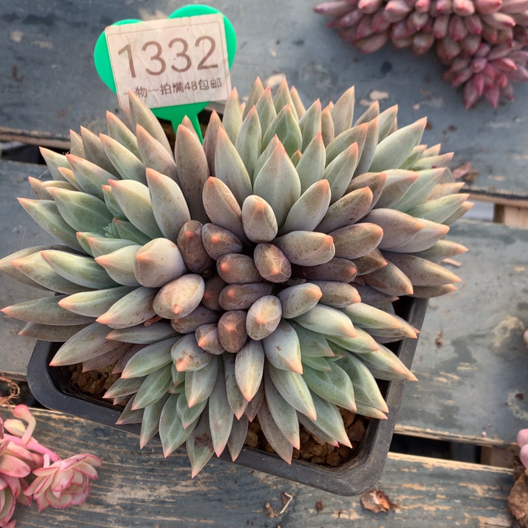 水晶球美人开播福利