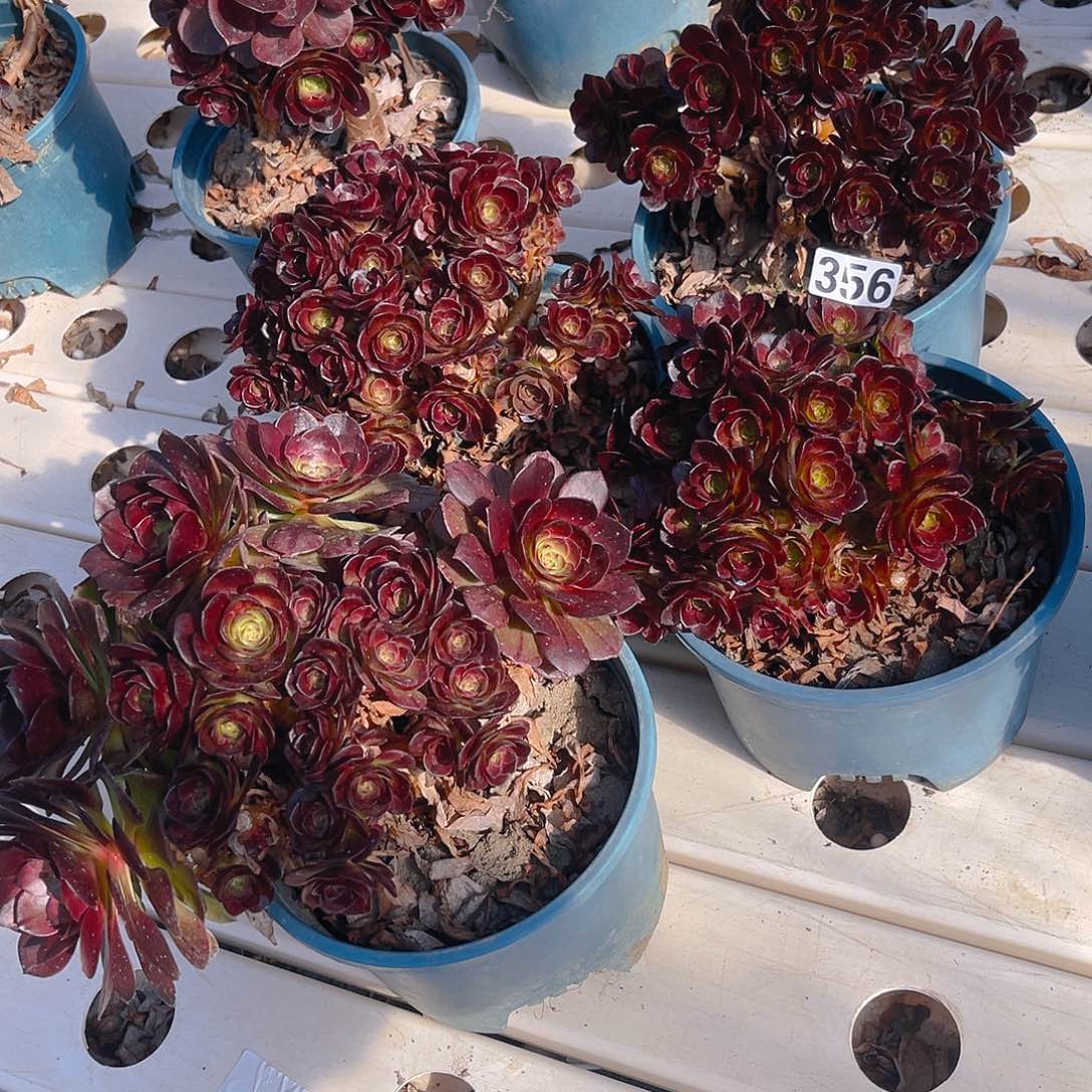 四盆法师3/6包邮法师