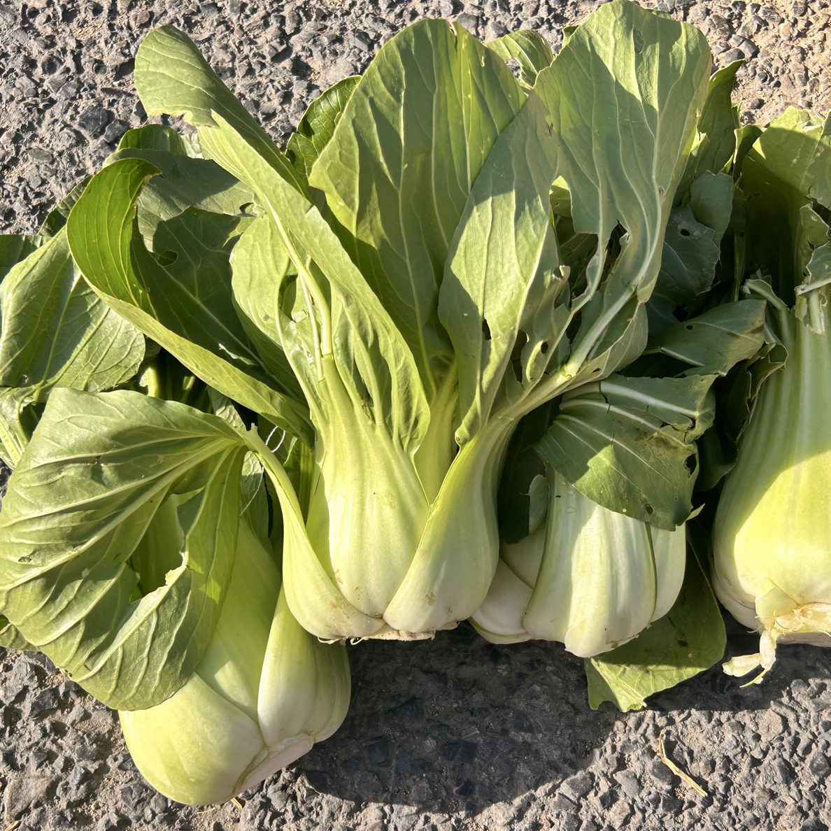 乡村赶集农家菜各种新鲜蔬菜青菜乡村助农代买（一物一拍）