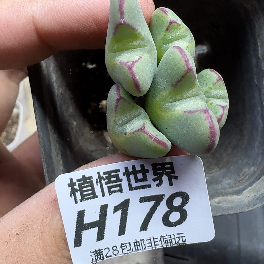 的植物的人生fghnn