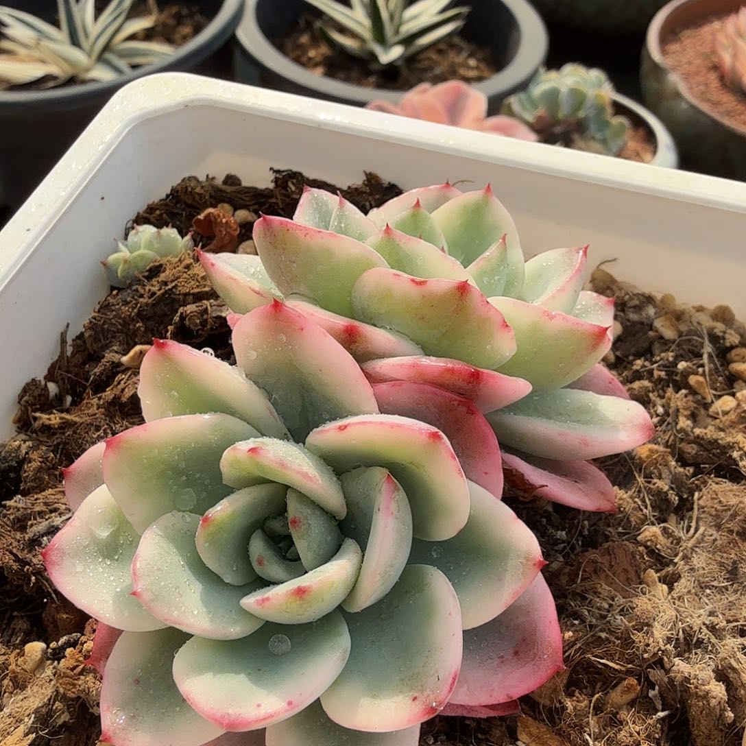 奶油黄桃锦，多肉植物