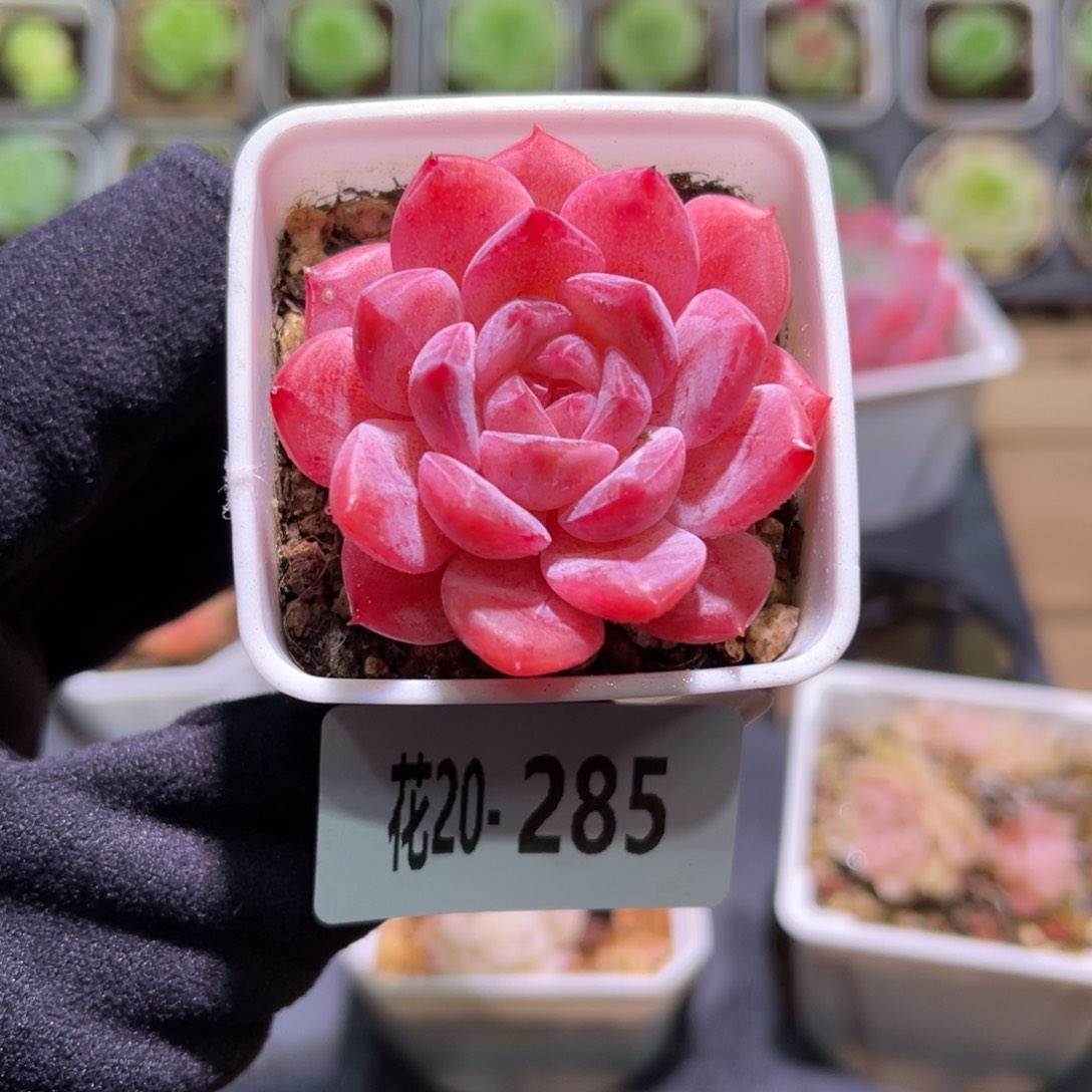 花利美20-285春园