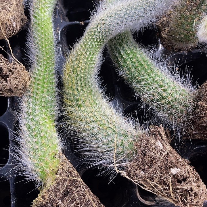 小九尾狐1元带土发货