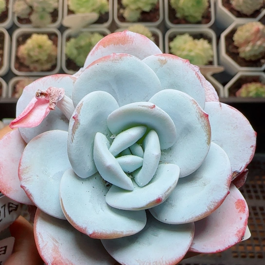 花语逸镜0327-498