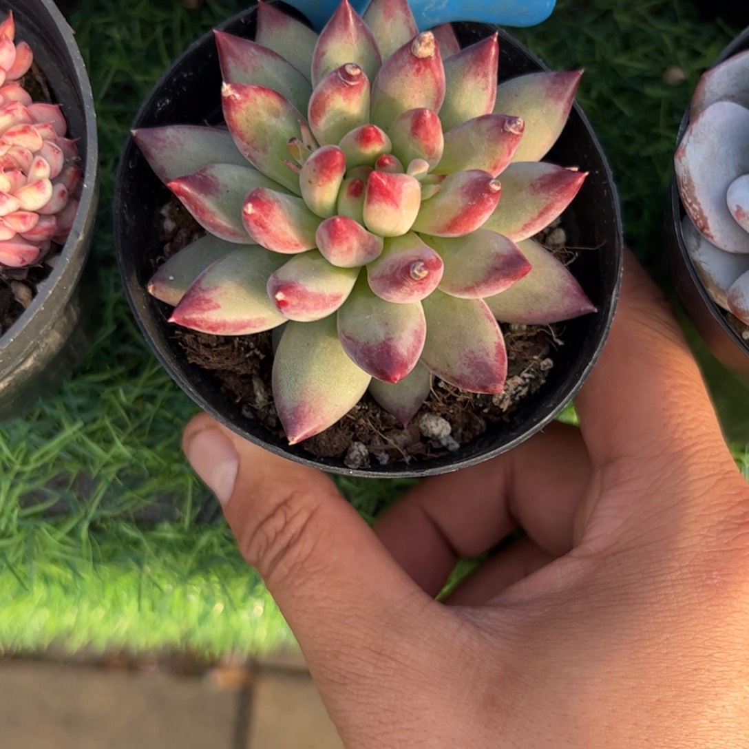 单头二代虞美人多肉植物