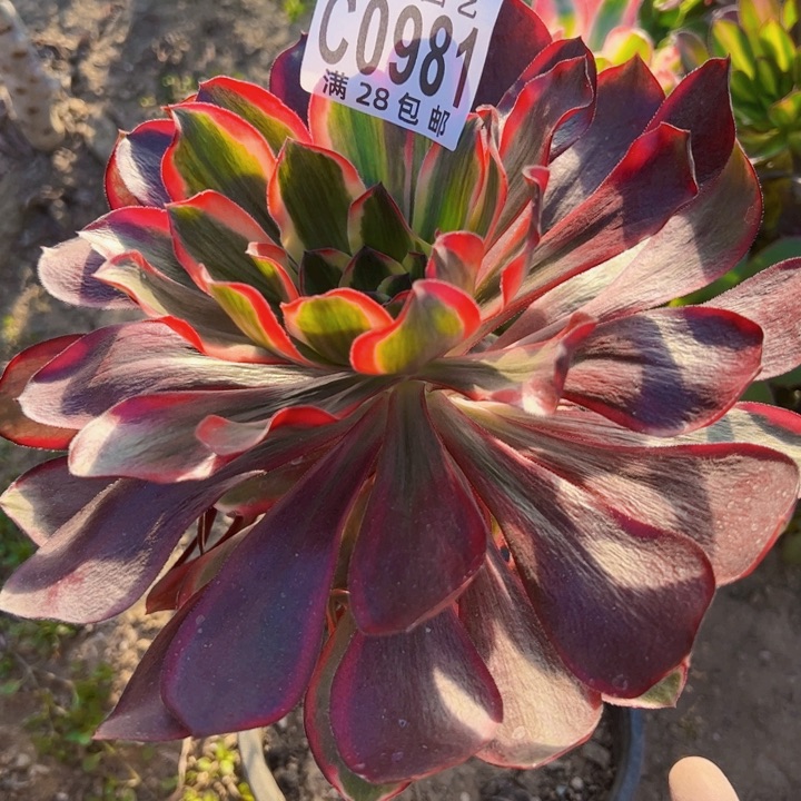 0981多肉植物法师法师红魔女