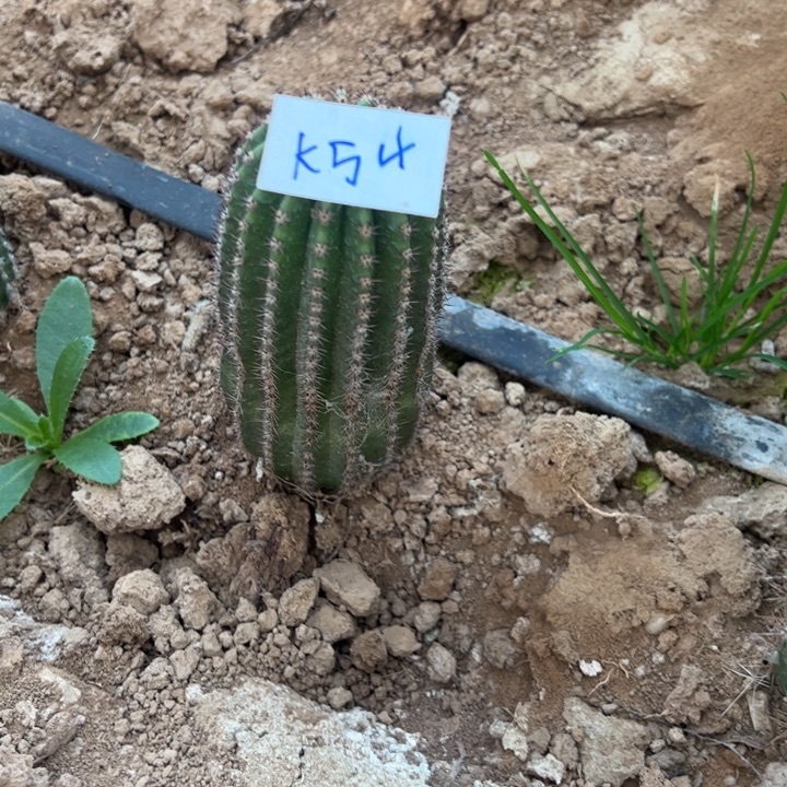 娟***K54金妞蓉蓉一颗40