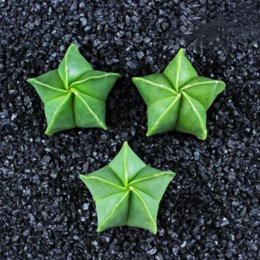 多肉植物鸾凤玉四角五角仙人球绿植盆栽