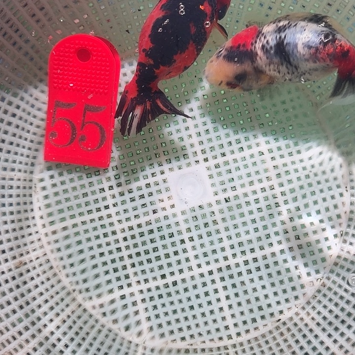 金鱼55号尺寸7-10区间