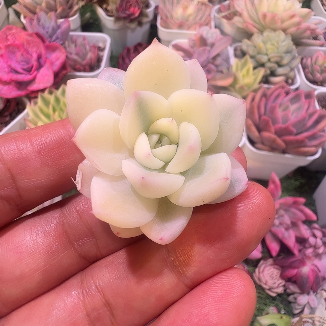 *****多肉植物多肉植物