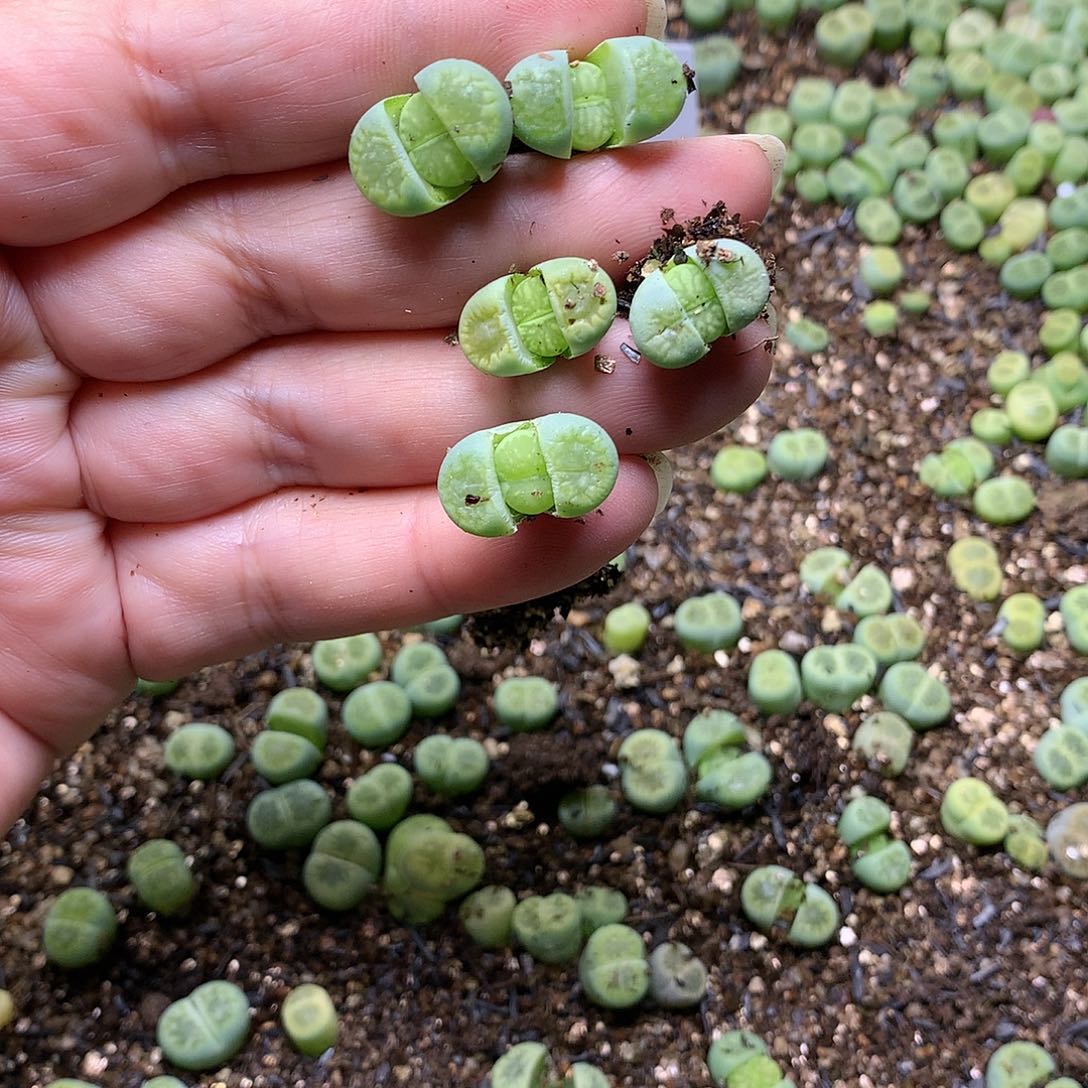 新**选G215多肉植物保护