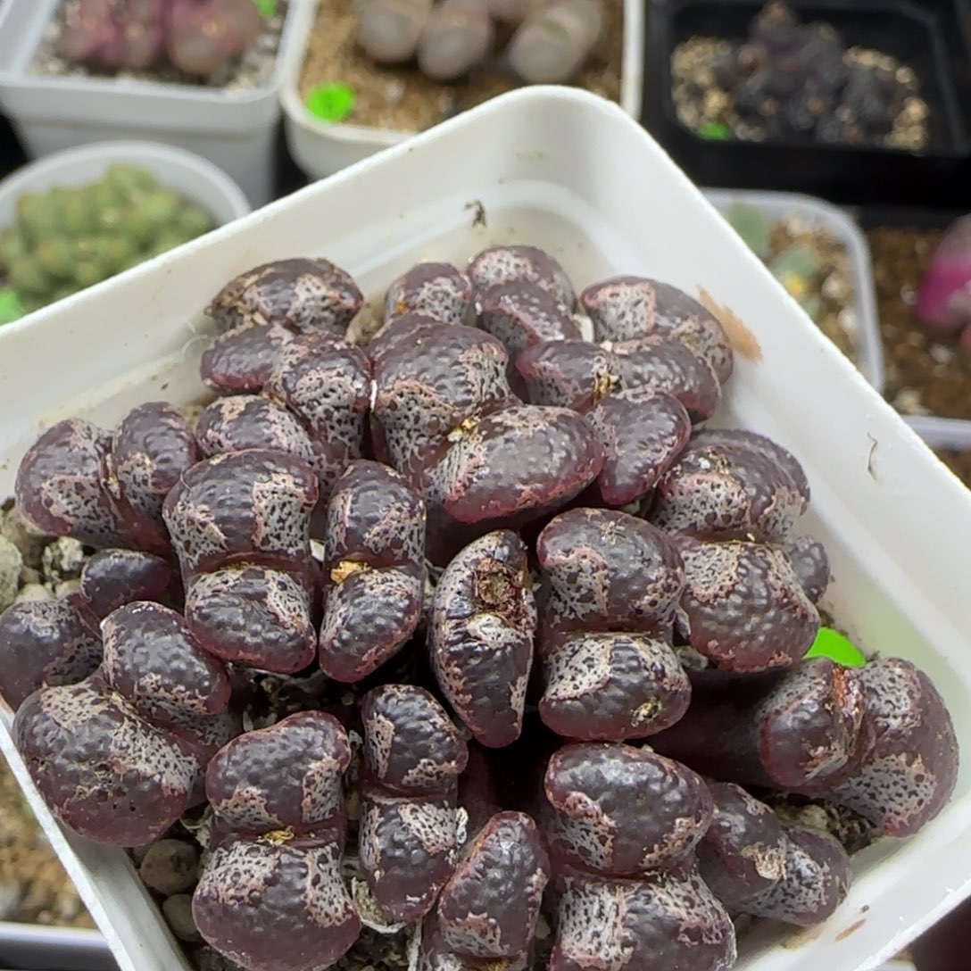 大窗超碟群多肉植物49