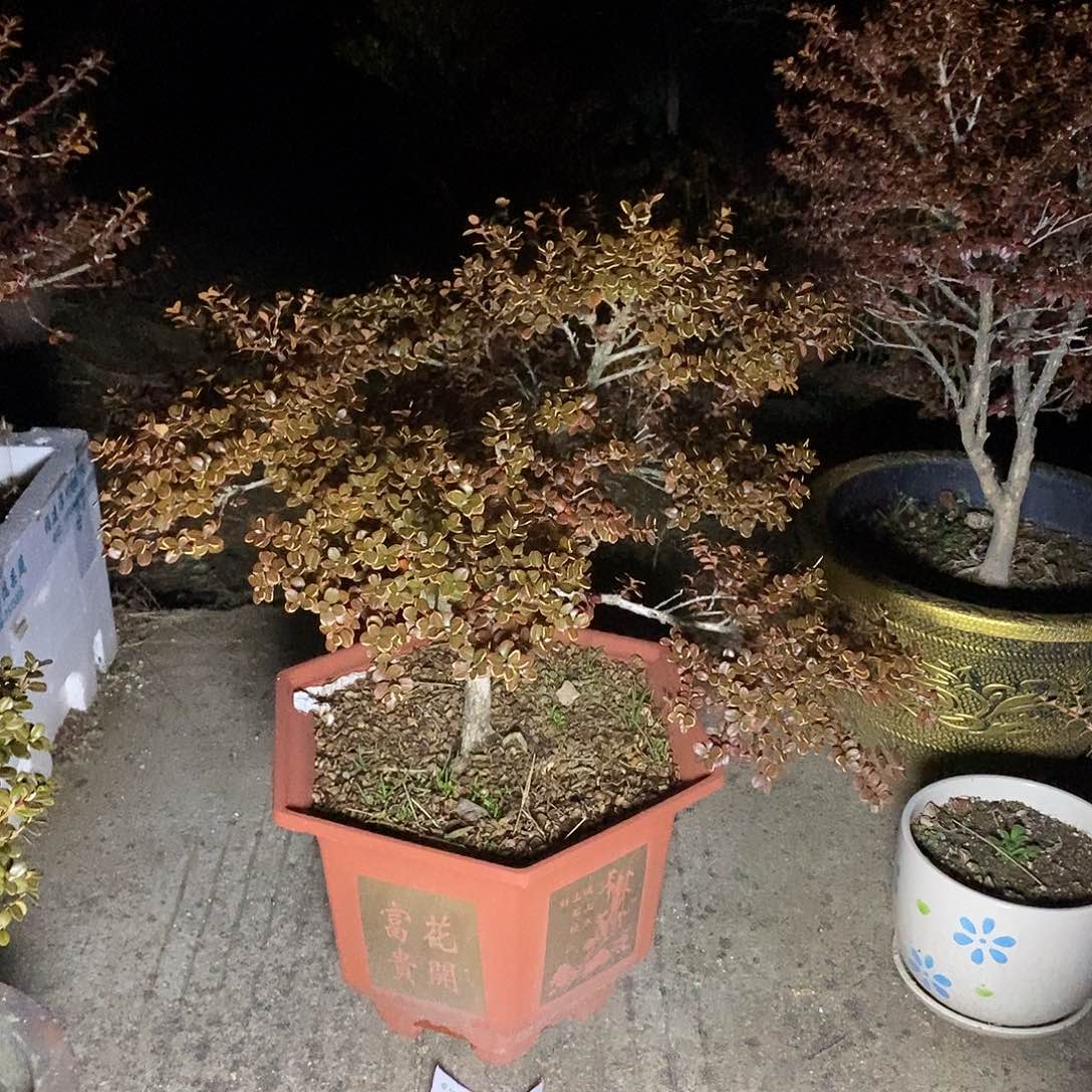 无花朵安徽珍珠黄杨