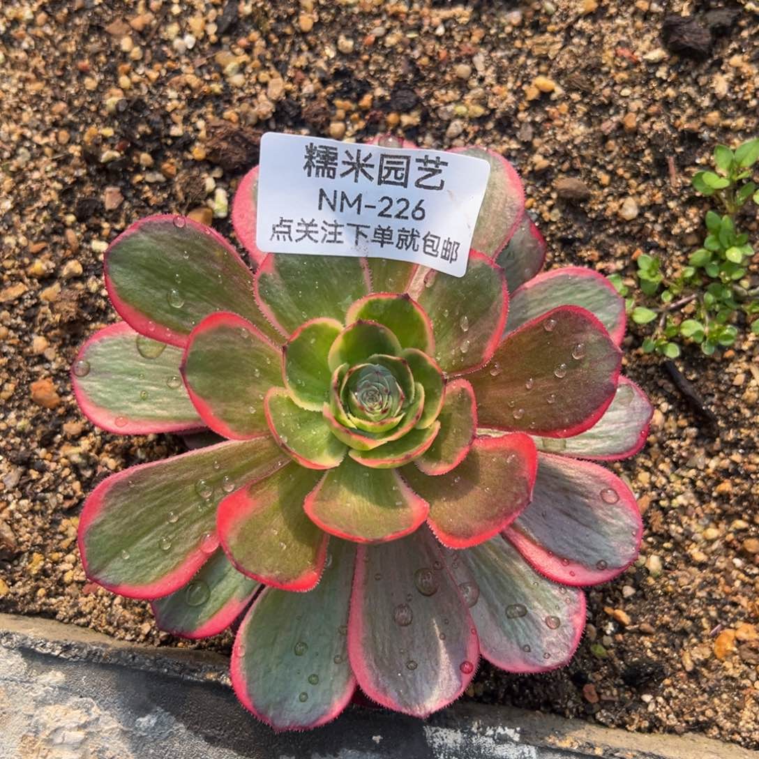 粉花妖多肉植物226