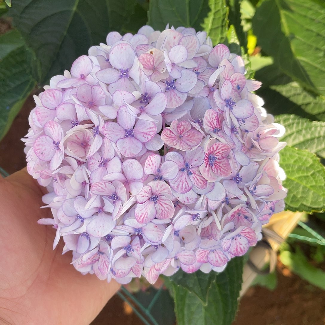 绣球切花一物一拍3枝起包邮，64