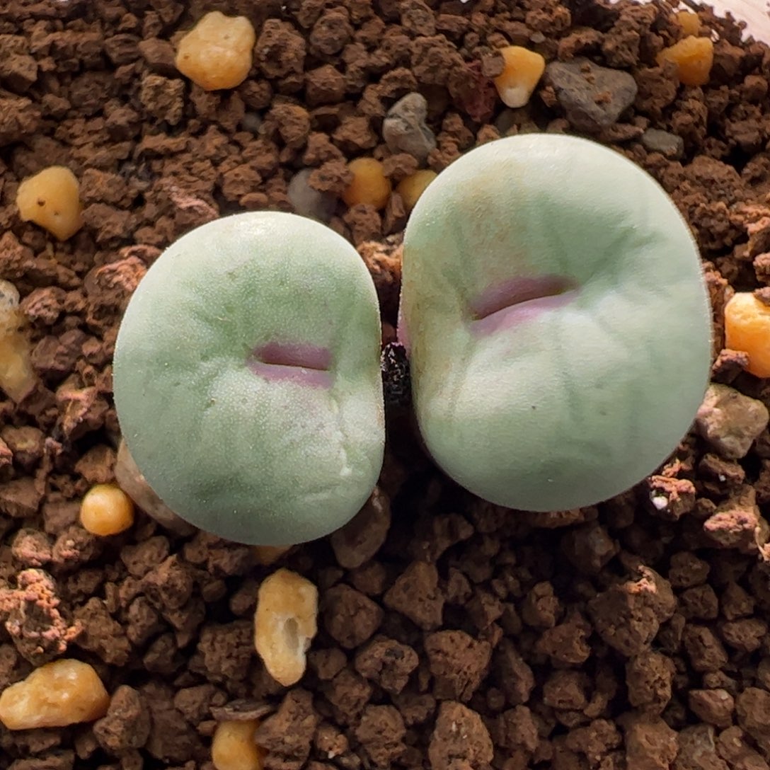 可儿姐小红嘴一颗99。  