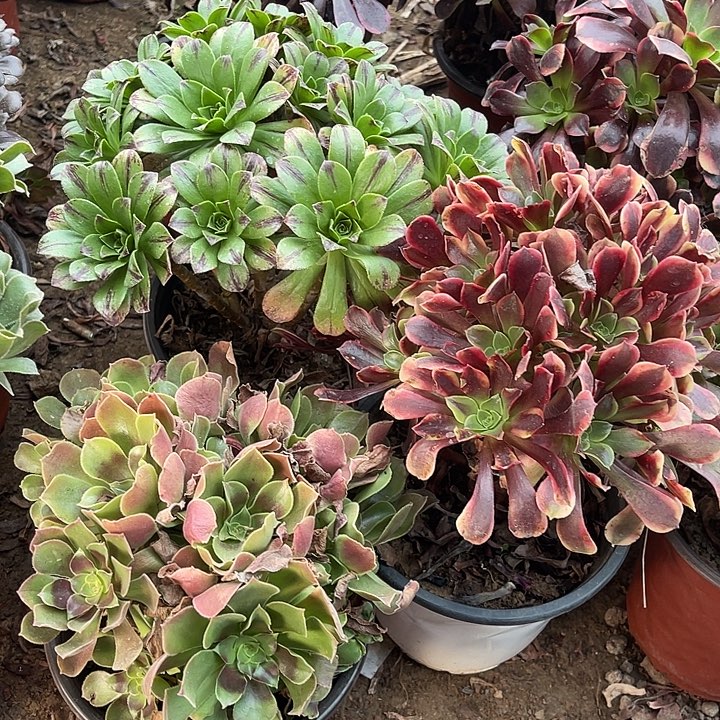 6号3棵玫瑰玫瑰玫