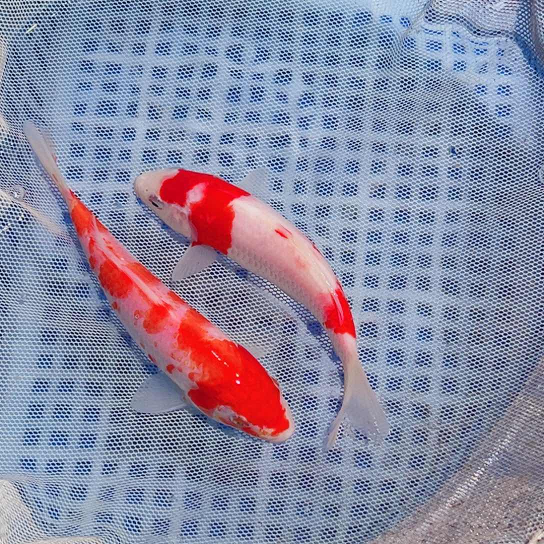 锦鲤锦鲤观赏鱼1111