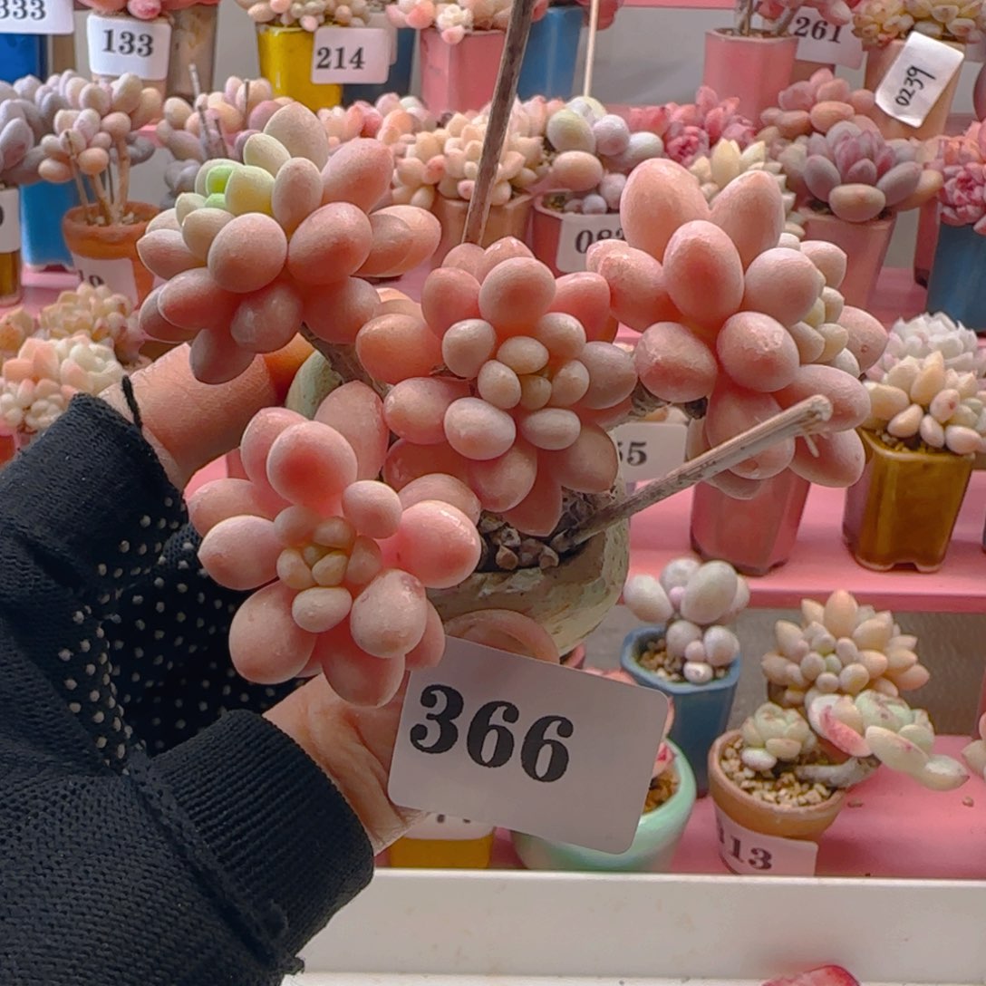 鱼子酱366 ，带盆土发货，满38包邮非偏远。