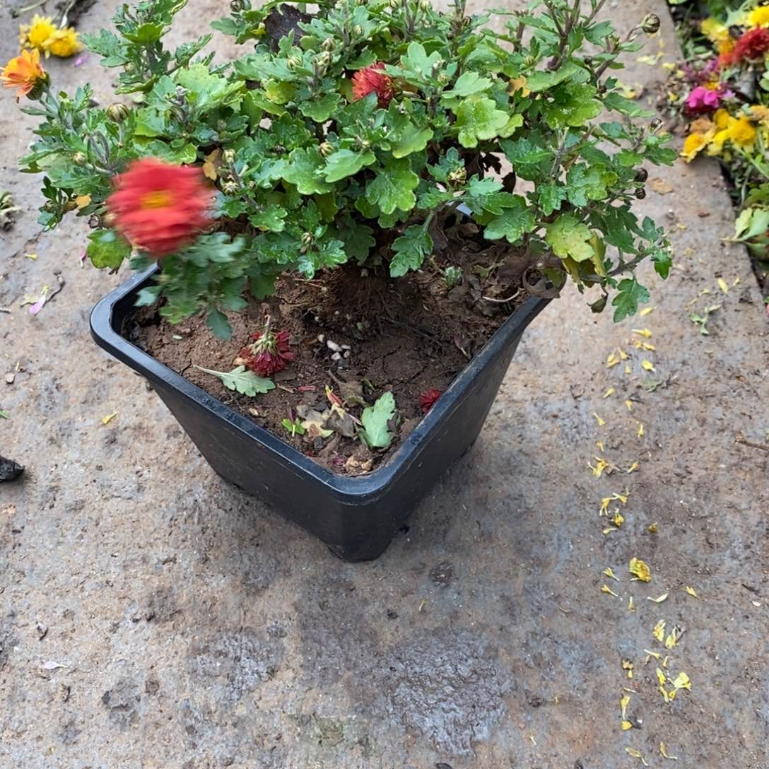花***时无花朵盆景盆景25
