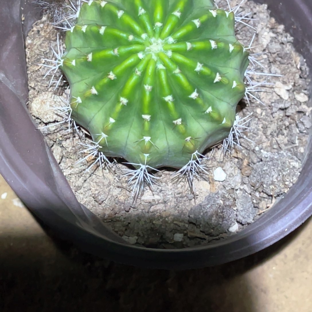 ****阳光明媚脱土脱盆摘花满20包邮