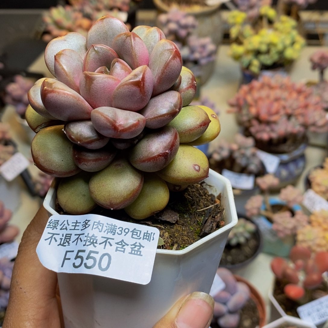 550黑水晶葡萄多肉6c m