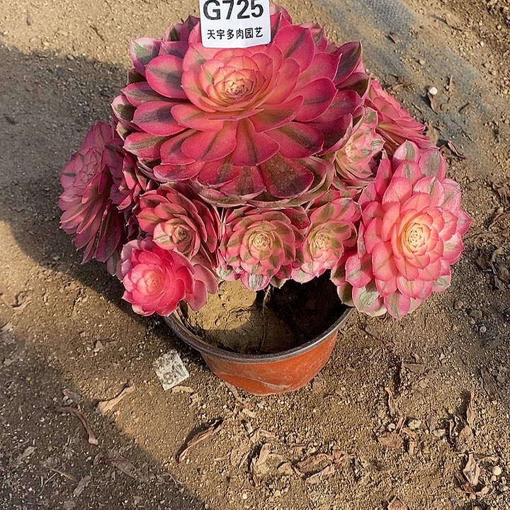 多肉植物倾城725多肉