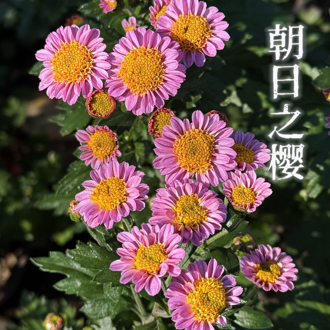 【朝日之樱】多年生耐寒木本盆景菊花室内盆栽好养绿植花卉多头菊