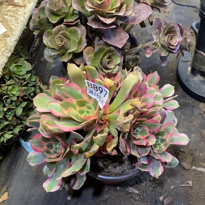 两盆多肉断头不包897