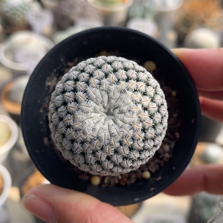 白斜子         实生根