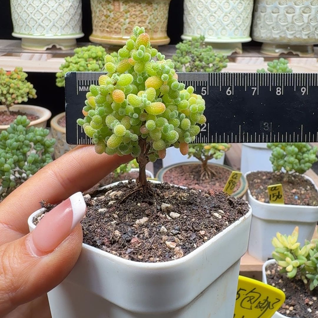 a327号橘子糖冠服5厘米左右圣诞树zaox