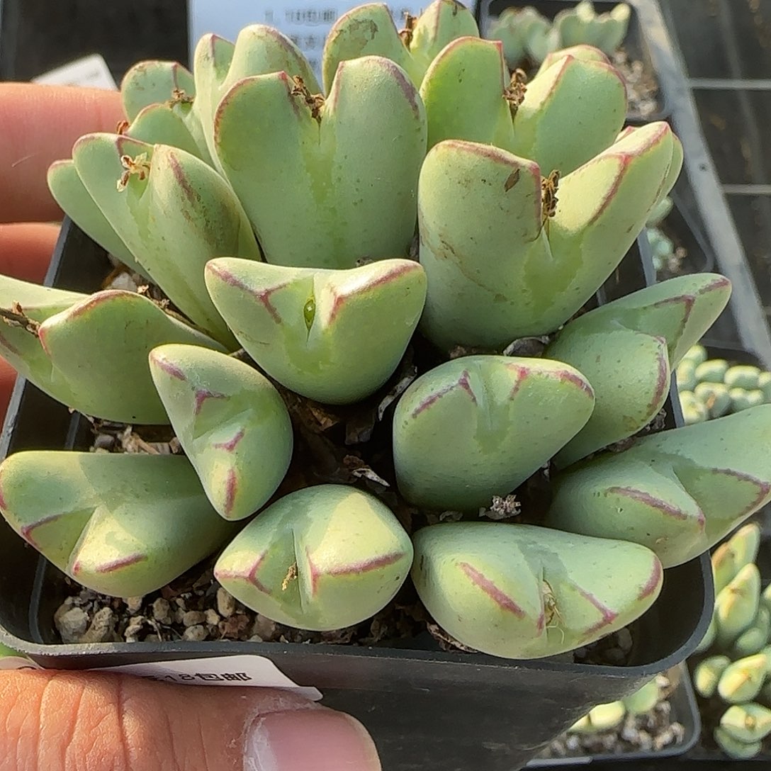 200号，大将群，18包邮