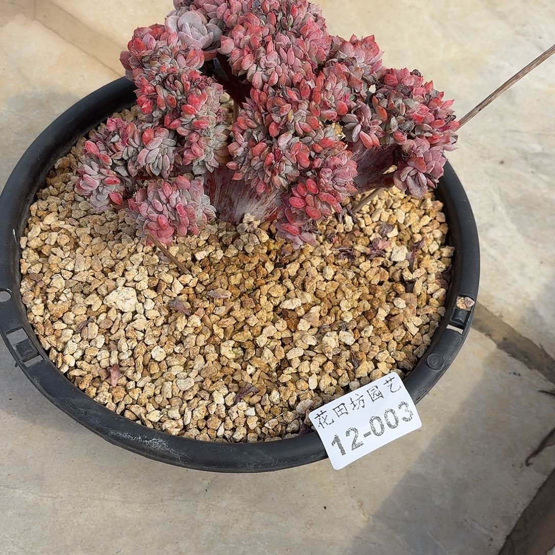 太***阳12.003海棠花缀化