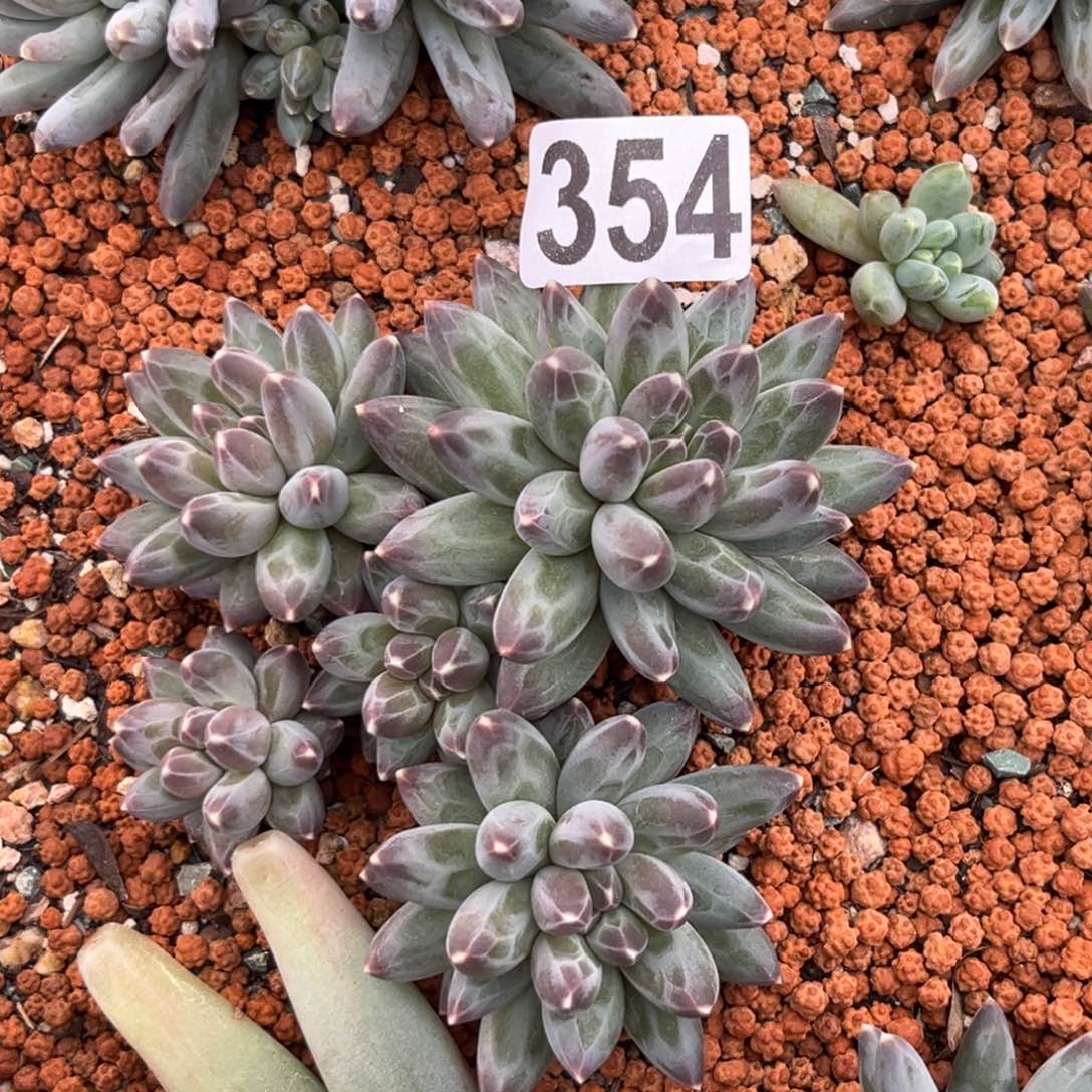 多肉植物伊卡鲁斯354