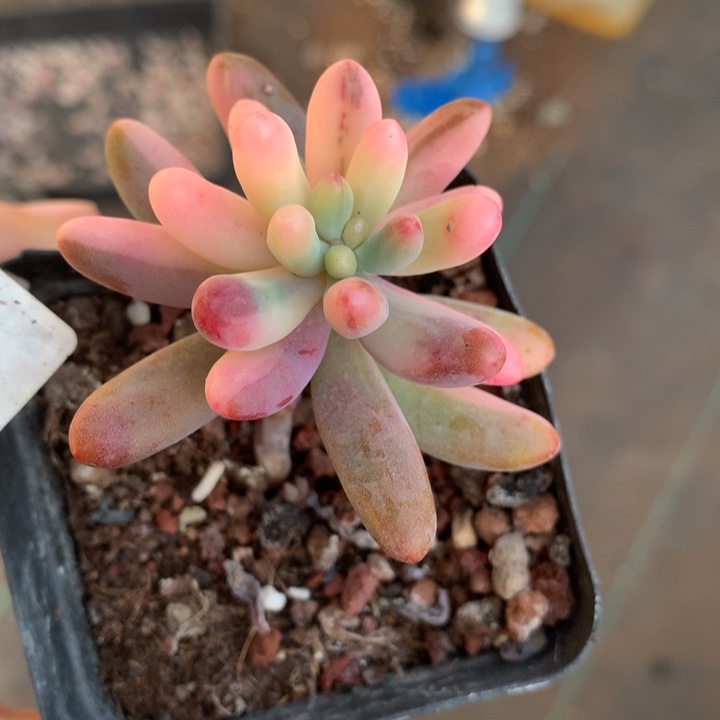 乙女心锦多肉植物