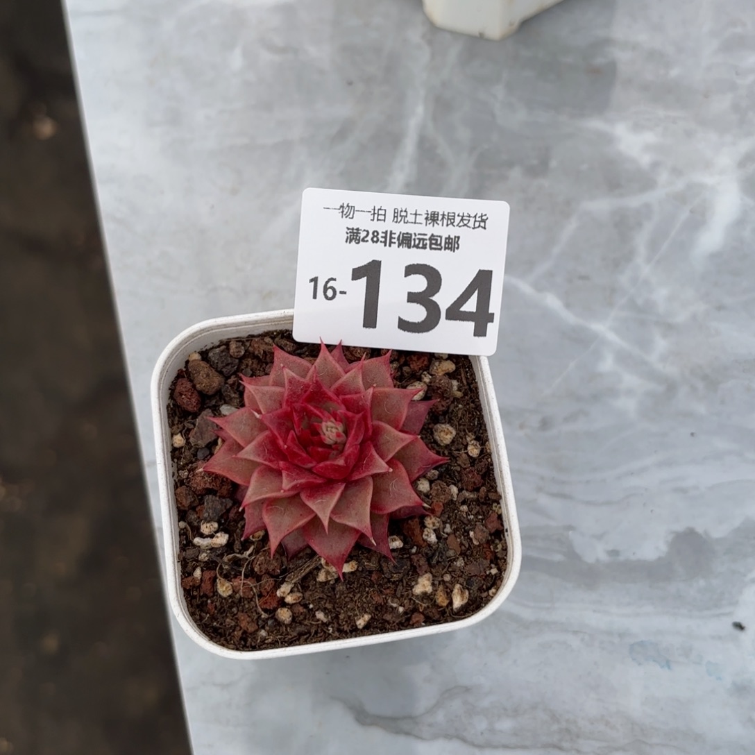 皮皮虾多肉多肉多肉