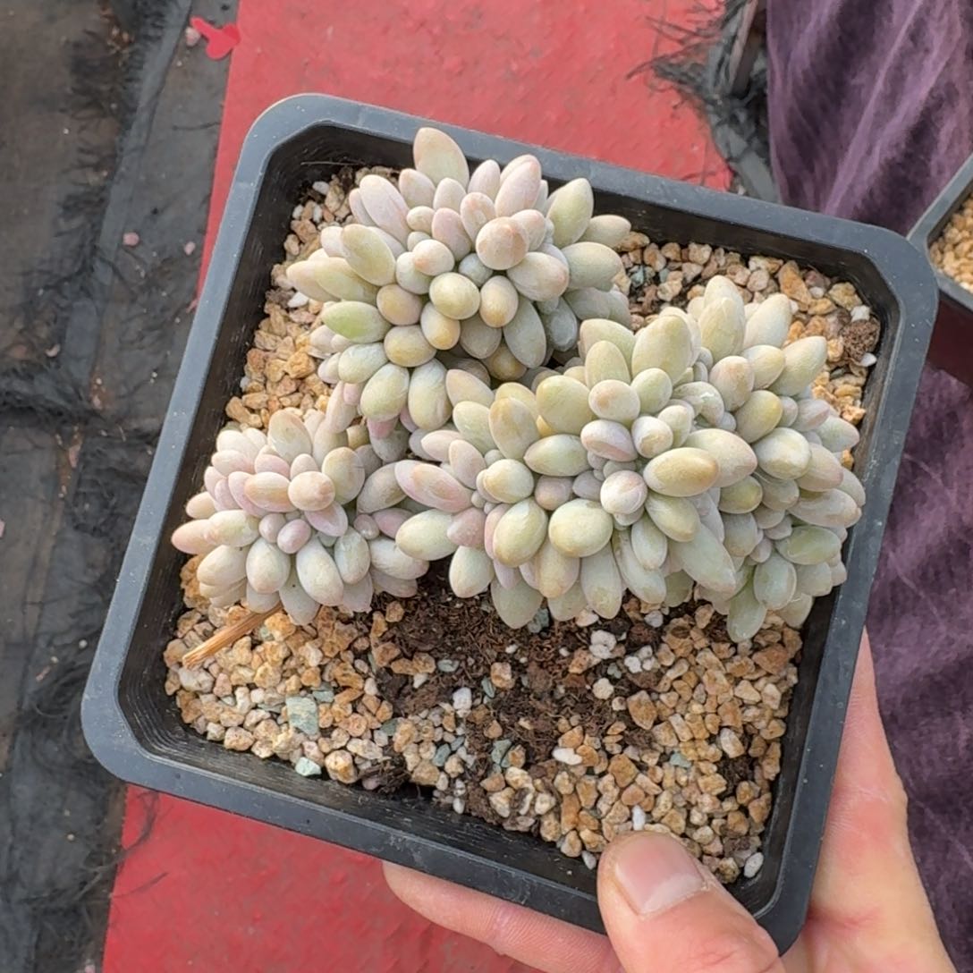 13厘米的尺寸一物一拍的