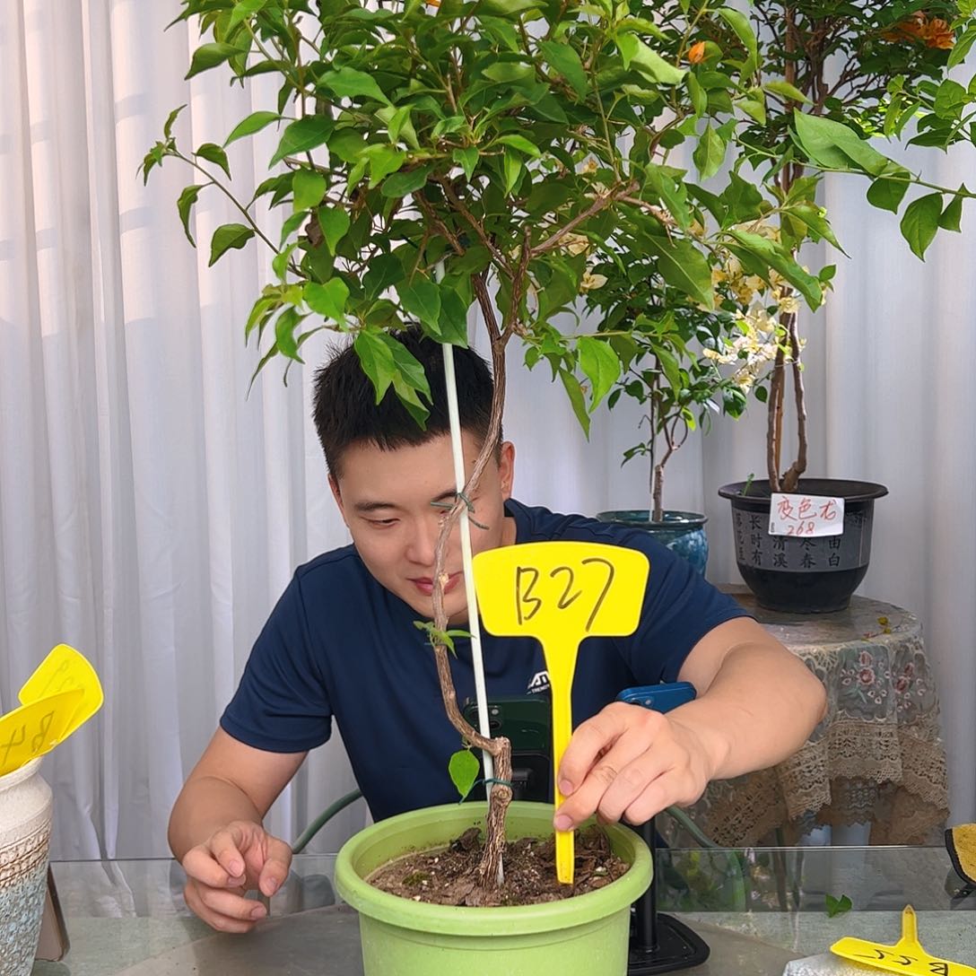 当前无花栽培后可以开花丽****5b27橙桑巴