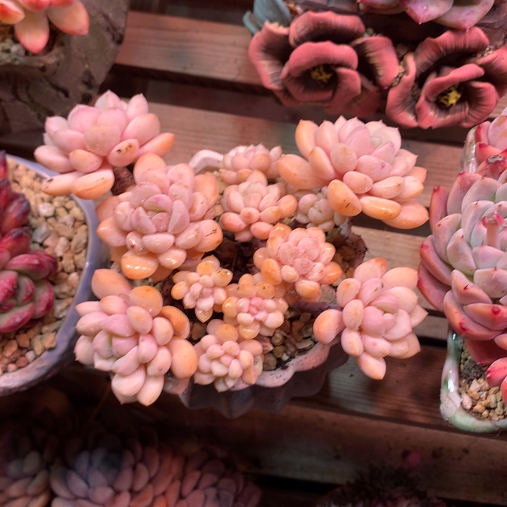 梦雪多肉植物hgghnb