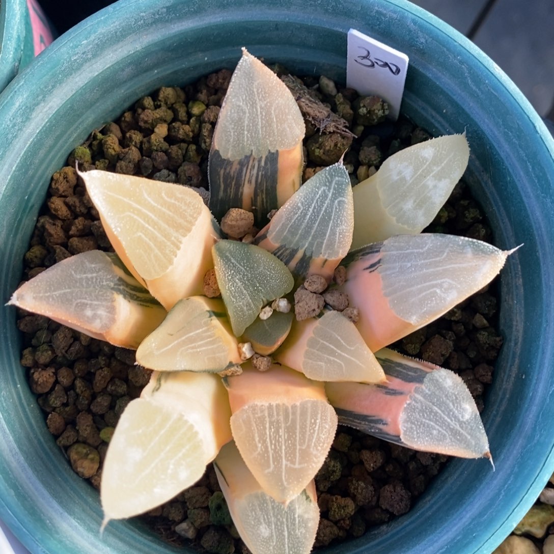 一颗实生大克锦。   