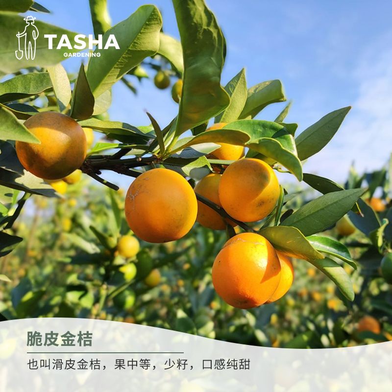 塔莎的花园 四季桔脆皮金桔果树盆栽树苗种植带土结果水果种花园