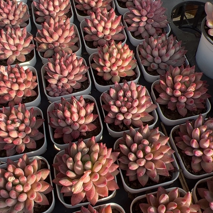 新疆包邮 金鱼姬