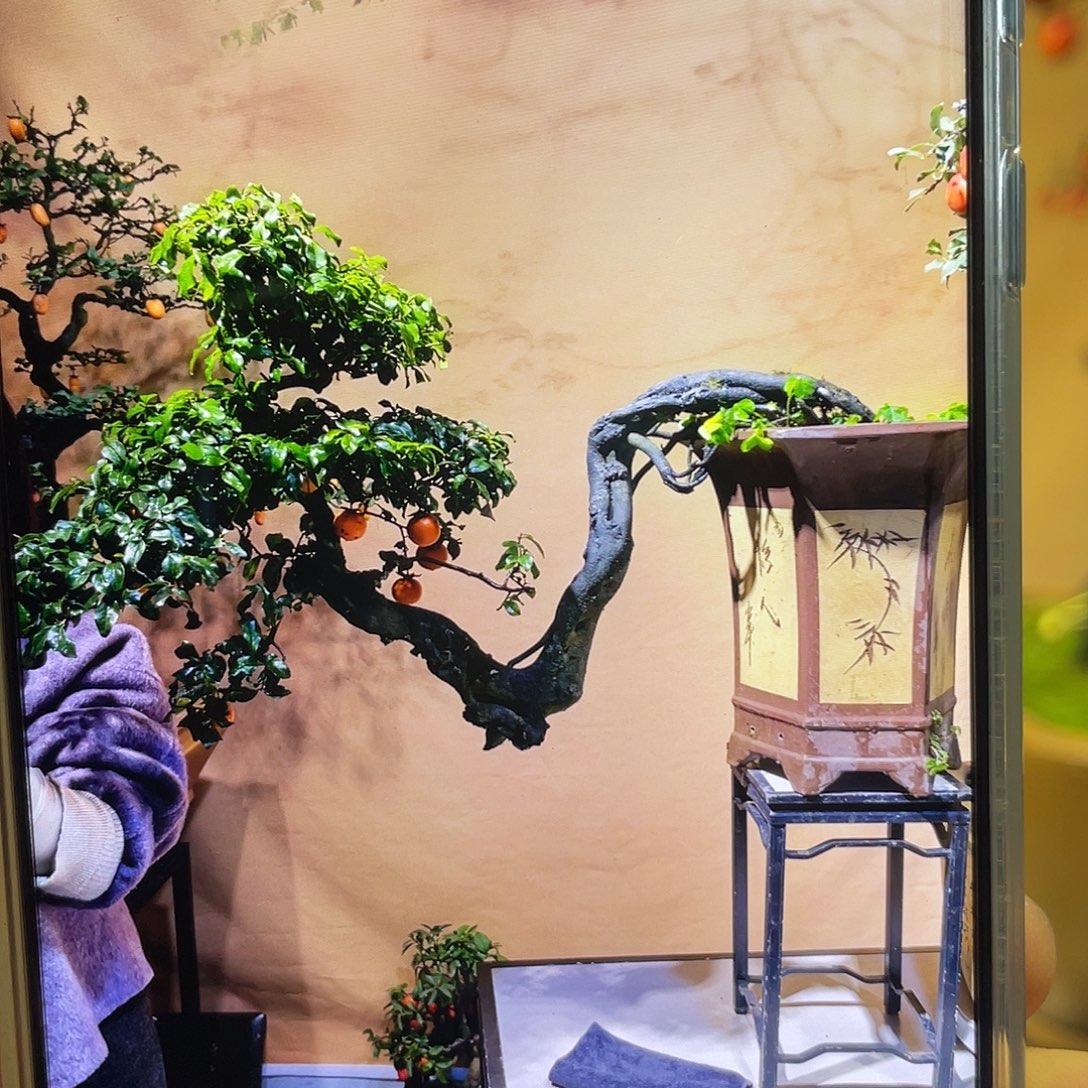 无花朵金弹子盆景植物