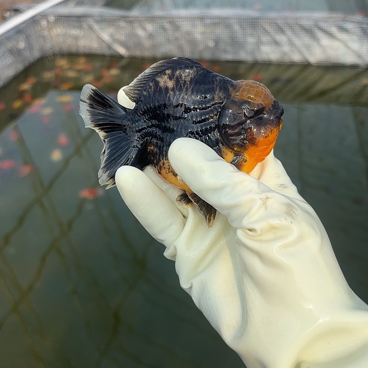 金鱼金鱼15855558588