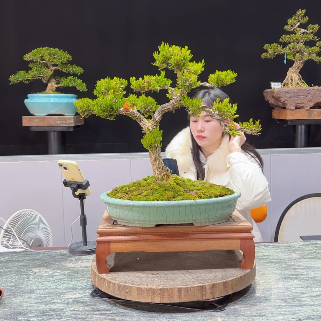 绿植黄杨盆景盆景