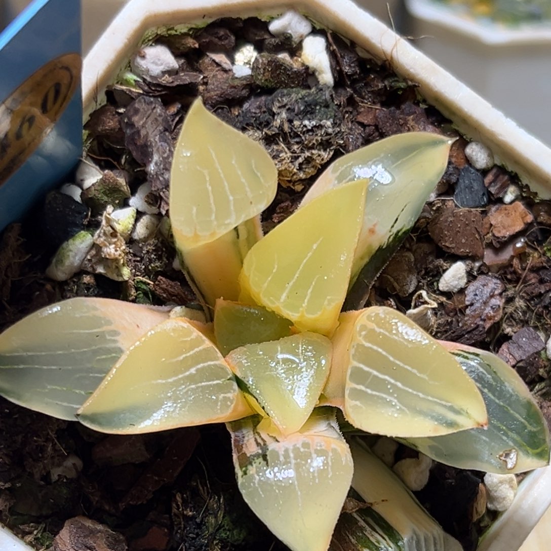 恭喜发财大吉大利0460