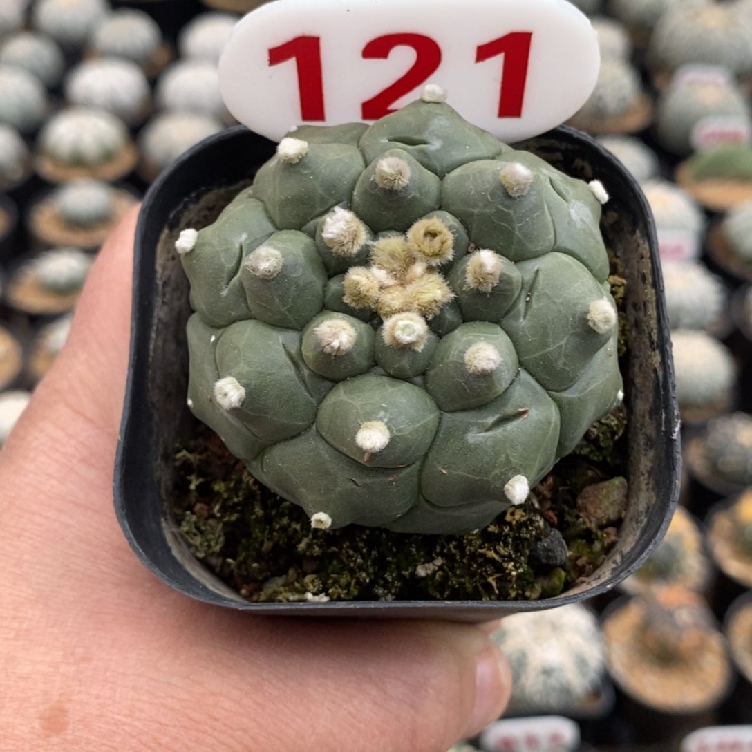 121龟甲福利系列